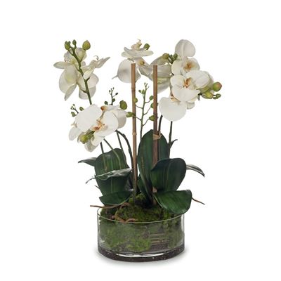 Orchid Phalaenopsis in Bowl 49cm Eggshell
