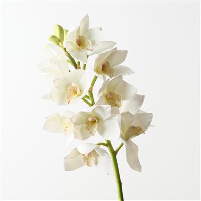 Orchid Cymbidium White 58cml