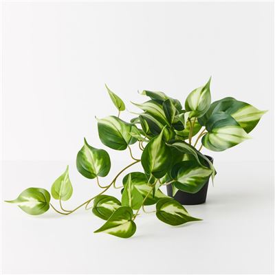 Pothos Hanging Bush in Pot