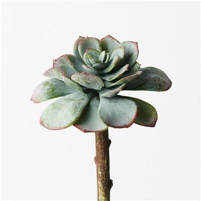 Echeveria