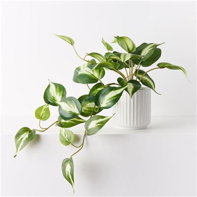 Pothos Hanging Bush in Pot