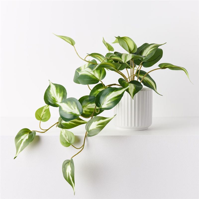 Pothos Hanging Bush in Pot