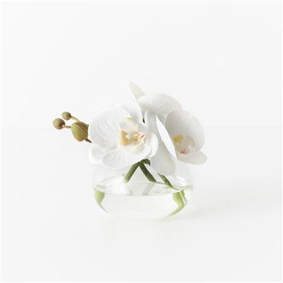 Orchid Phalaenopsis in Vase 11cm White