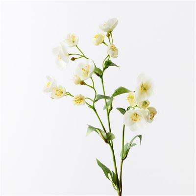 Hellebore Spray White 60cm