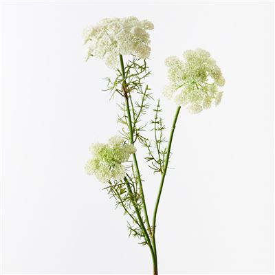 Queen Annes Lace Spray 73cm White