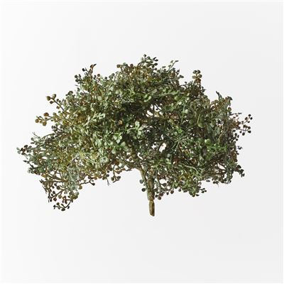 Baby Tears Bush 20cm Dark Green