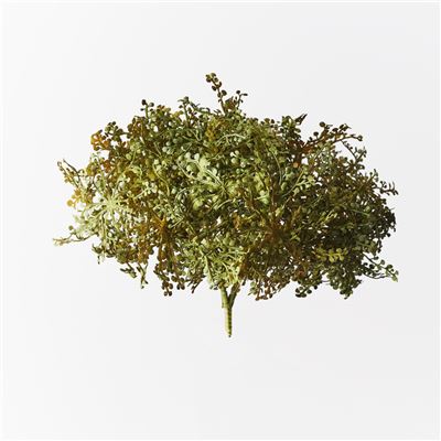 Baby Tears Bush 20cm Green/Yellow