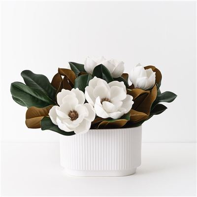 Magnolia Japanese Mix in Pot 33cm White
