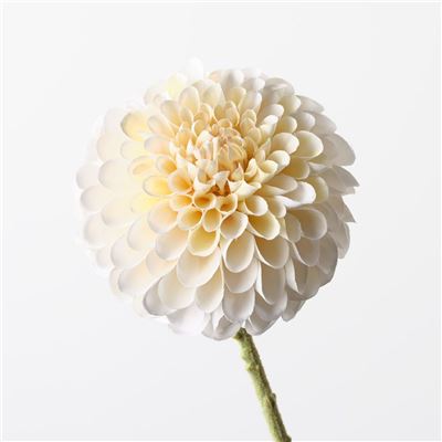 Dahlia Cream Flower 63cml
