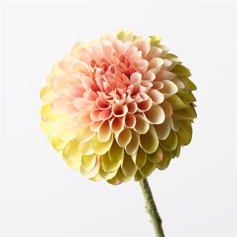 Dahlia Flower 63cm Green/Pink