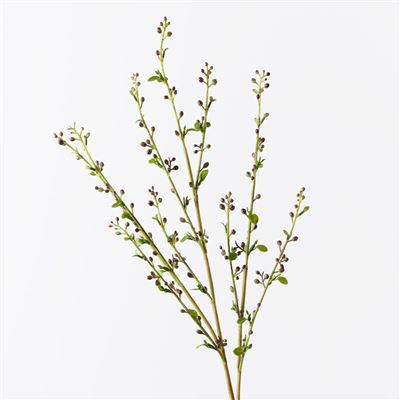 Spirea Bud Spray Burgundy 72cml