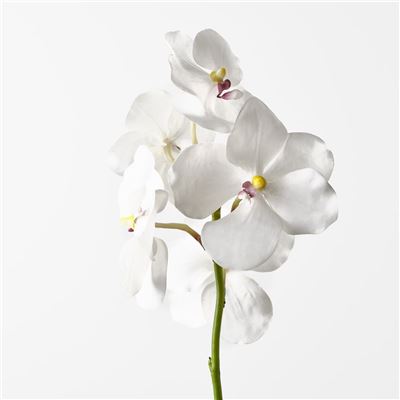 Orchid Vanda 66cm White
