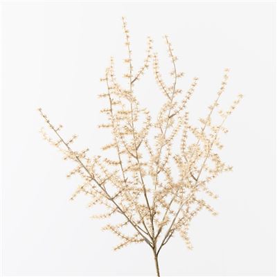 Wild Asparagus Fern Bush 40cm Ivory