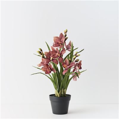 Orchid Cymbidium Plant Mauve Green