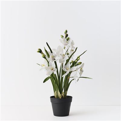 Orchid Cymbidium Plant White