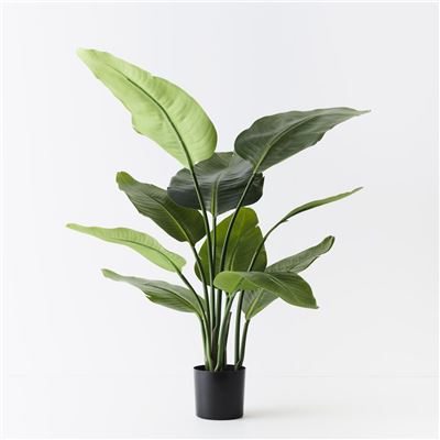 Bird of Paradise Plant Green