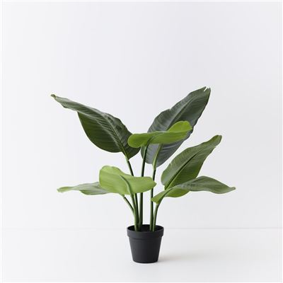 Bird of Paradise Plant Green