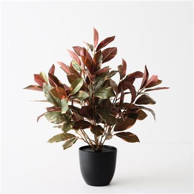 Laurel Plant Green Burgundy