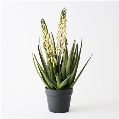 Agave Flowering Plant White Green